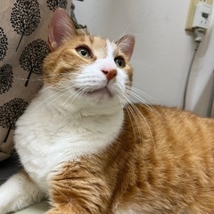 ゲゲゲの鬼太郎の下駄と毛針を飛ばす鬼太郎としゃべる目玉おやじ