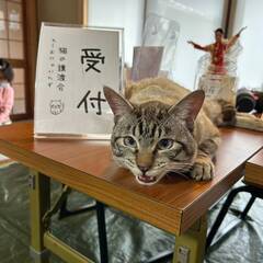 in日進市☆保護猫をオウチに迎えよう☆2025年2月23日（日）...