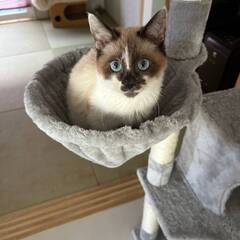 in江南市☆保護猫をオウチに迎えよう☆2025年2月23日（日）...