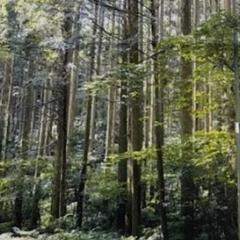 太陽光発電に適した山林探してます