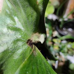 最終価格🌱エレファントティスの画像