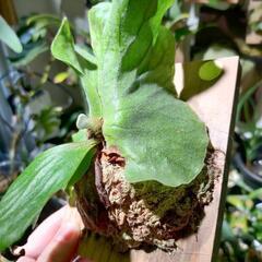 最終価格🌱エレファントティスの画像