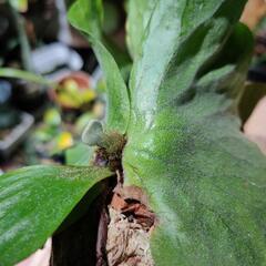 最終価格🌱エレファントティスの画像