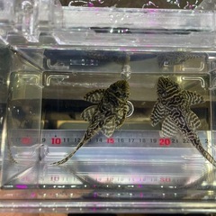 【直接引取り】キンペコ繁殖経験有り即戦力オス2匹セットの画像