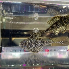 【直接引取り】キンペコ繁殖経験有り即戦力オス2匹セットの画像
