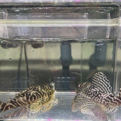 【直接引取り】キンペコ繁殖経験有り即戦力オス2匹セットの画像