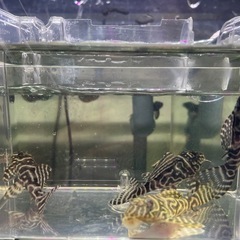【直接引取り】キンペコ繁殖経験有り個体含む4匹セット②の画像