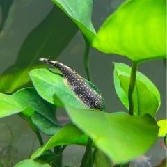 熱帯魚 ボルネオプレコ1匹譲ります 