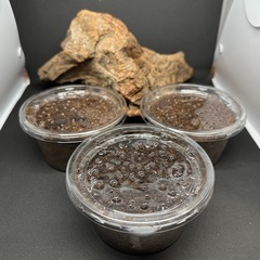 カブトムシ【早い者勝ち❗️】ヘラクレスオオカブト幼虫×3  （クワガタ　カブトムシ専門店）の画像