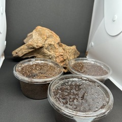 カブトムシ【早い者勝ち❗️】ヘラクレスオオカブト幼虫×3  （クワガタ　カブトムシ専門店）の画像