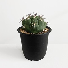観葉植物 ギムノカリキウム (サボテン)
