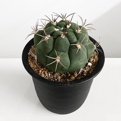 観葉植物 ギムノカリキウム (サボテン)の画像