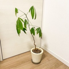 観葉植物パキラ　　