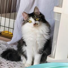 里親さま決定！ 絆は猫一倍☆美形兄弟