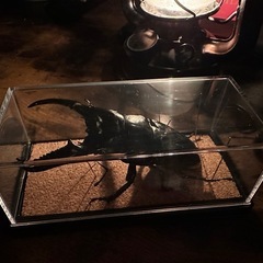 クワガタ【早い者勝ち❗️】パラワンオオヒラタ雄単品の画像