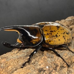 ♂単品　マヤシロカブト