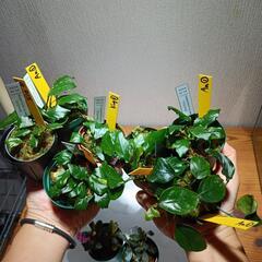 【水槽関連】全て！ブセ&アヌビアスセット