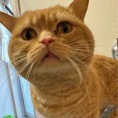 急募！オス猫2歳 - 豊島区