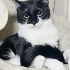 甘えん坊な猫ちゃん　里親募集