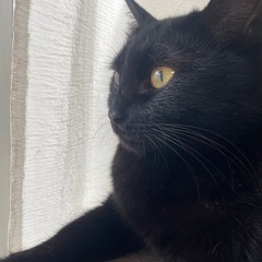 綺麗な黒猫ちゃんです　10ヶ月