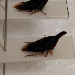 昆虫標本　外国産ツノゼミ　ラベルなしの画像
