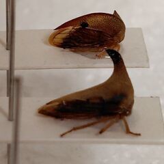 昆虫標本　外国産ツノゼミ　ラベルなしの画像