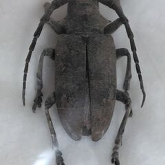 昆虫標本　エゾカミキリ　未展足の画像