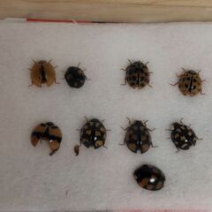 昆虫標本　ナミテントウ　未展足の画像