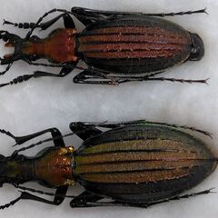 昆虫標本　オオルリオサムシ赤色ペア　未展足の画像