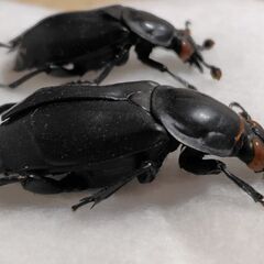 昆虫標本　クロシデムシ　2匹　未展足の画像