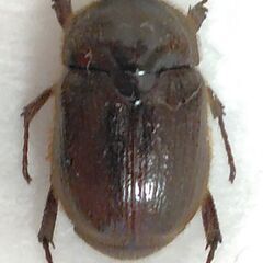 昆虫標本　ヨツバコガネ　未展足の画像