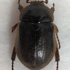 昆虫標本　ヨツバコガネ　未展足の画像