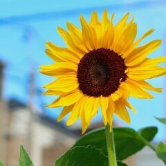 メンタルの病気で悩んでる人の集い😊LINEグループ
