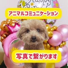 【募集再開】　　(*˘︶˘*).｡.:*♡ペットと写真で繋がります