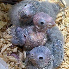 ウロコインコブルー🩵