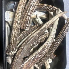 【お得🉐】鹿の角（アクセ作り、ペットのオヤツ）