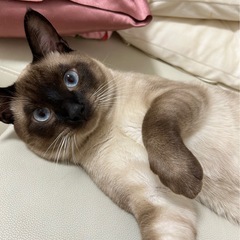 人懐っこい男の子です♡