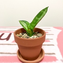 【夢物語工房】サンセベリア・スワール２〜観葉植物
