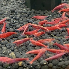 【KING CLUB】極火蝦 レッドチェリーシュリンプ20匹 の画像