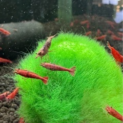 【KING CLUB】極火蝦 レッドチェリーシュリンプ20匹 の画像