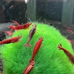 【KING CLUB】極火蝦 レッドチェリーシュリンプ20匹 の画像