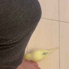 黄色いセキセイインコ外で見かけたら教えてください