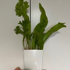 【お渡し先決定済】３月で終了　シダ植物　アスプレニウム 