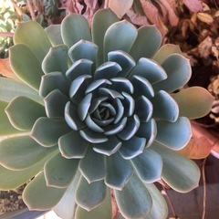 多肉植物