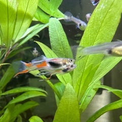 グッピー　オス、メス、稚魚３匹を3セットの画像