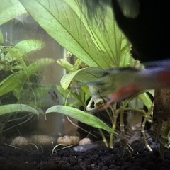 グッピー　オス、メス、稚魚３匹を3セットの画像