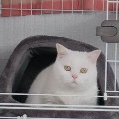 白い美猫　スコティッシュ