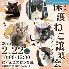 猫の譲渡会
