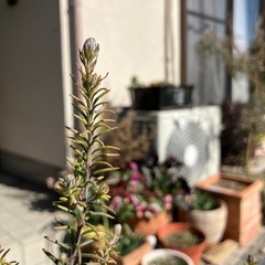 ⭐︎お渡しする方が決まりました⭐︎ライスフラワー4年生木の画像