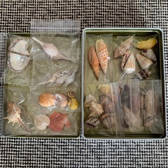貝殻各種